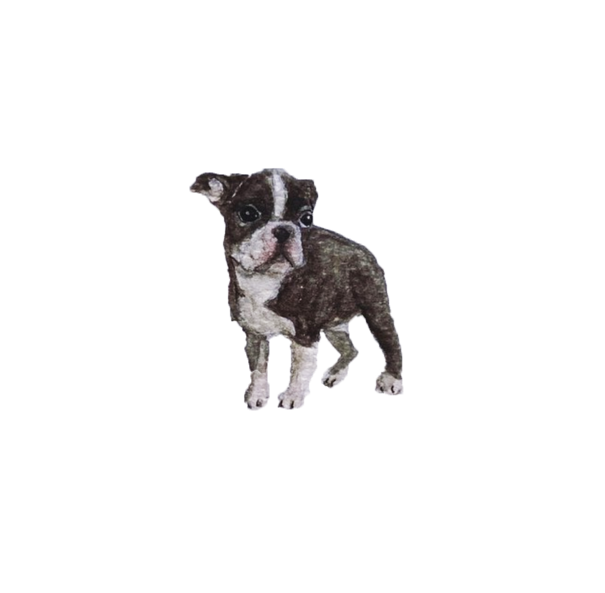 Custom Pet Portrait!